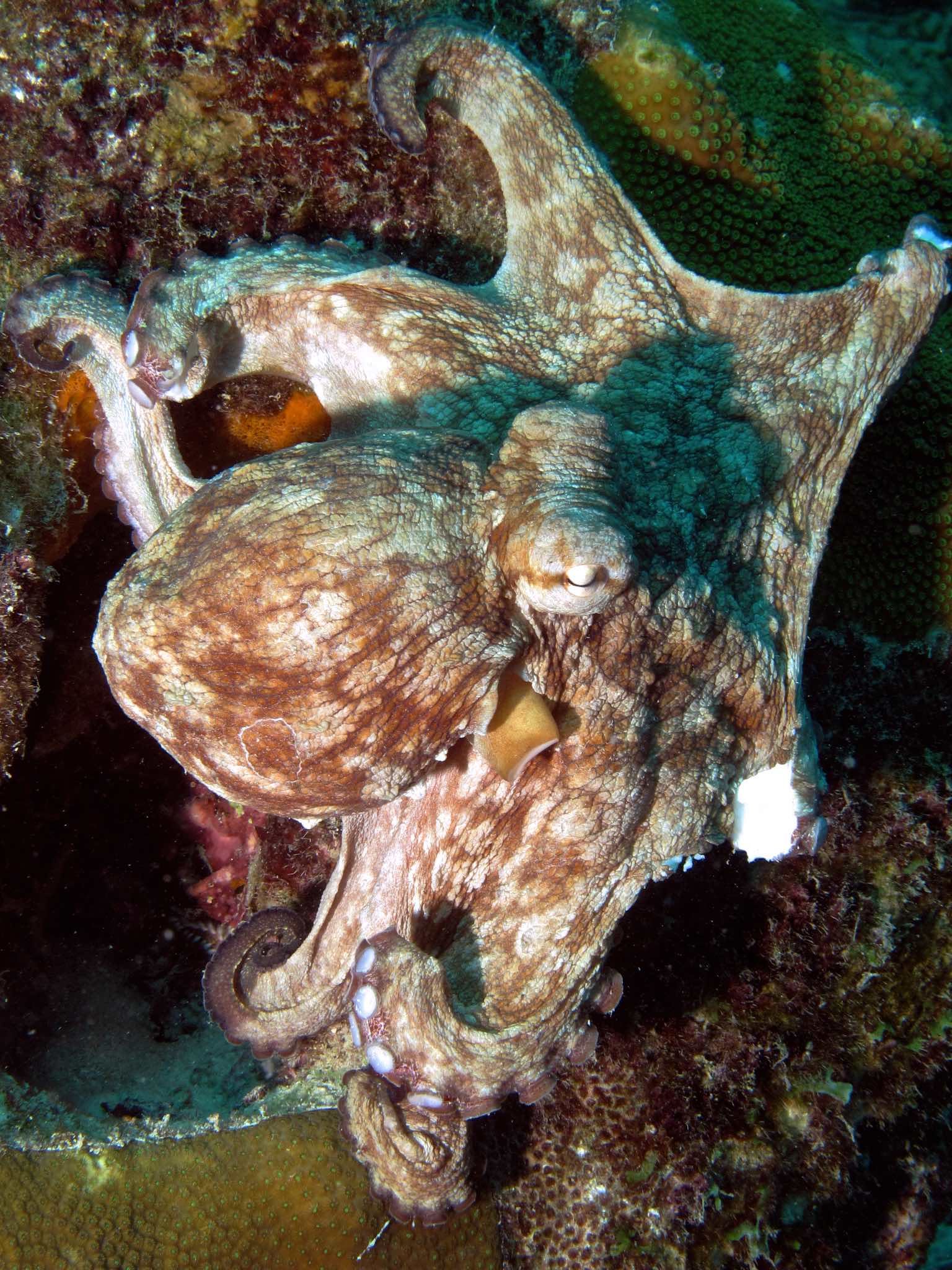 Octopus on the Buddy Dive house reef