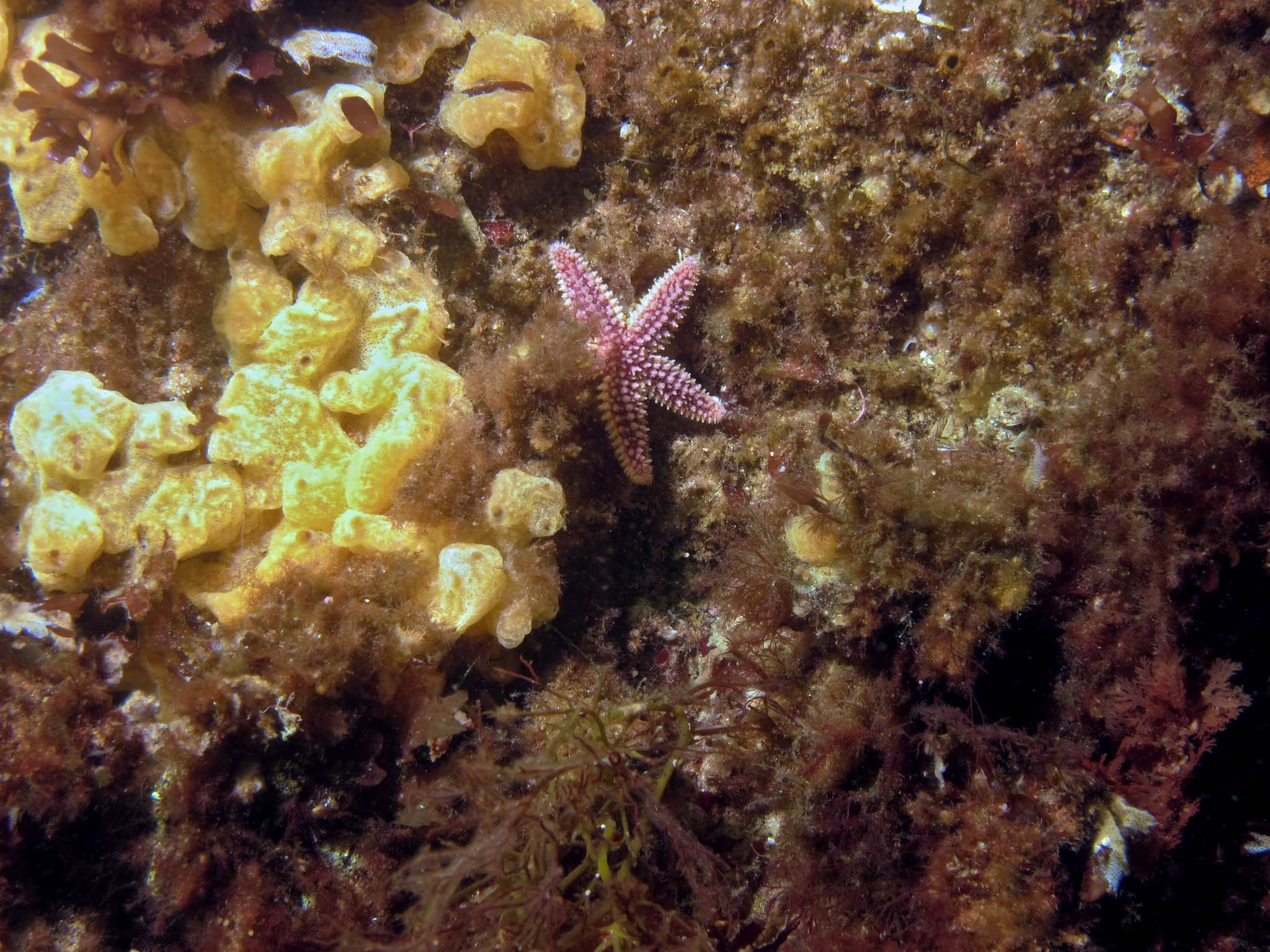 Starfish and Algae