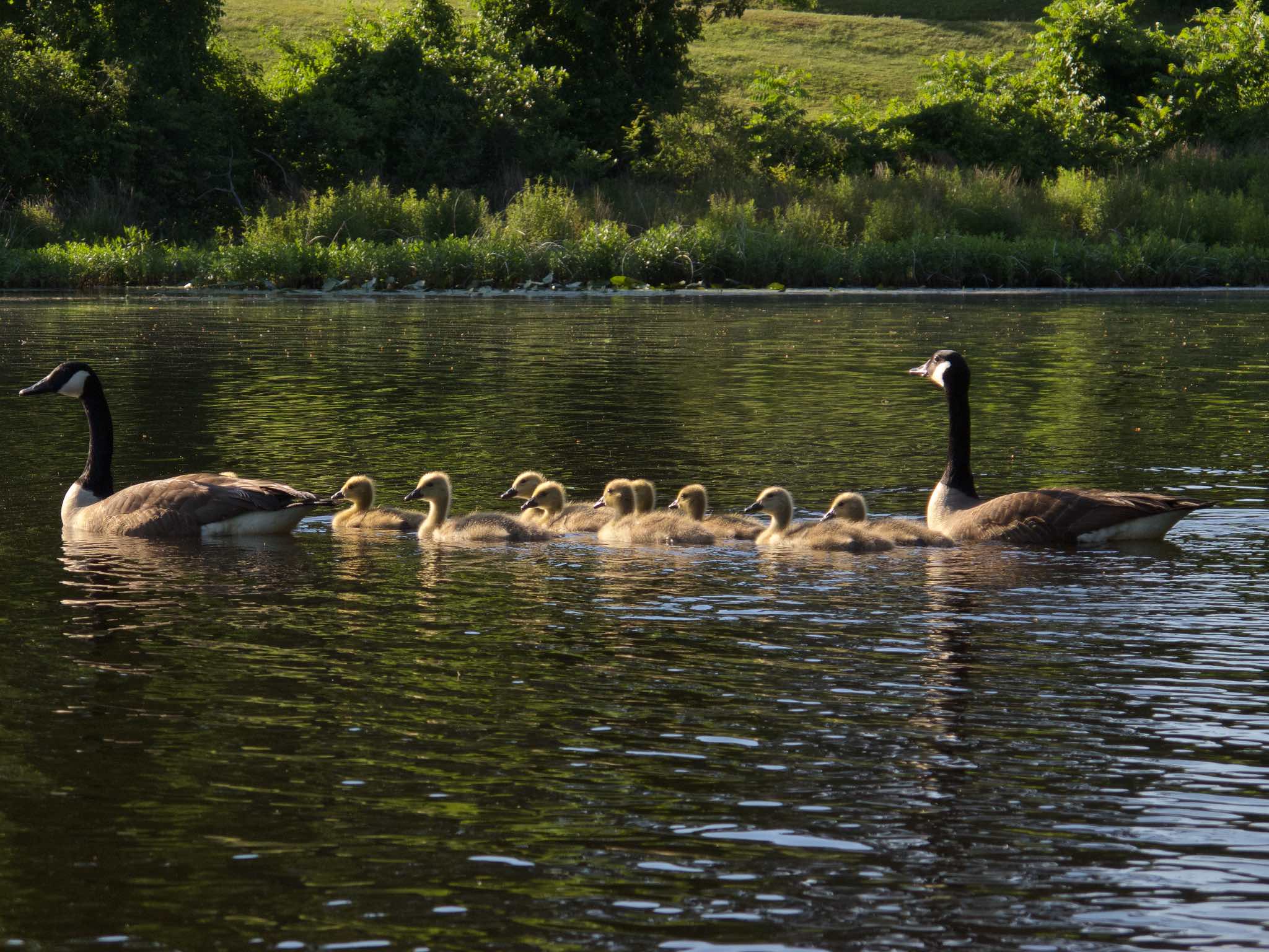 Goose Family