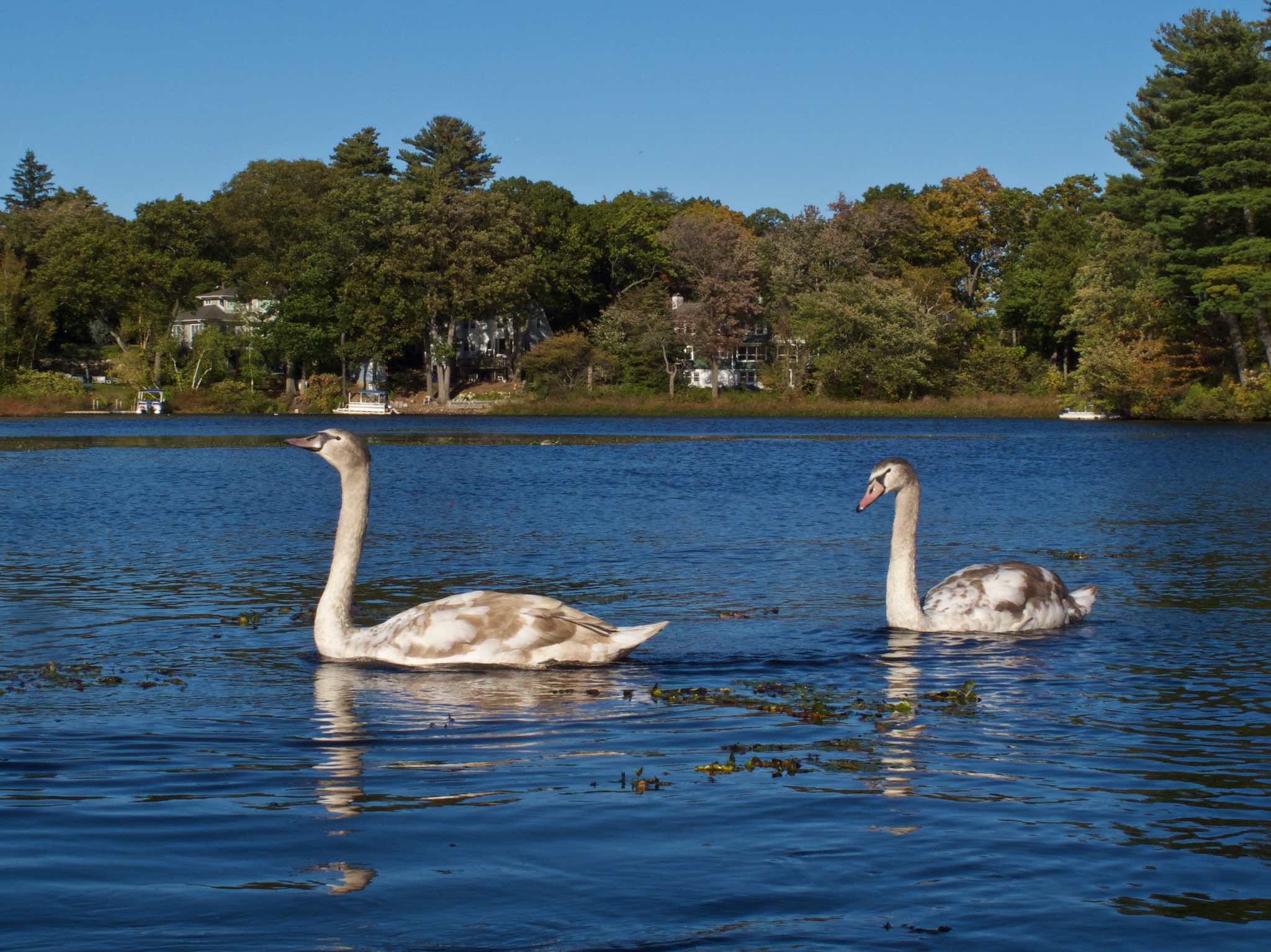 Adolescent Swans