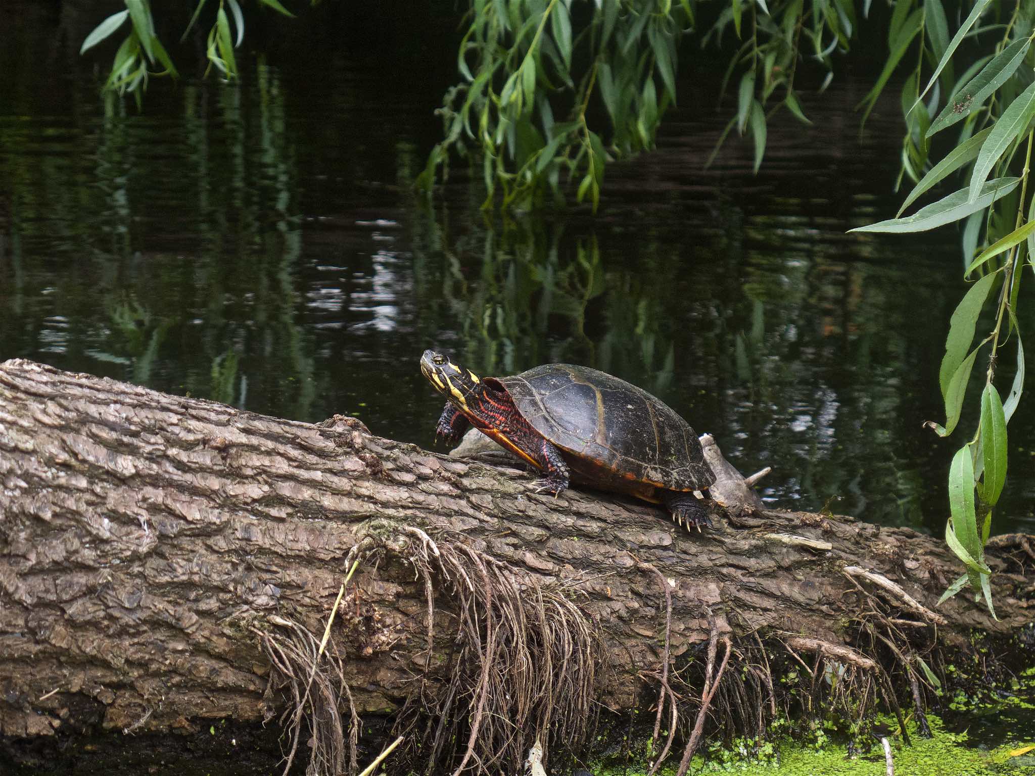 Painted Turtle on log