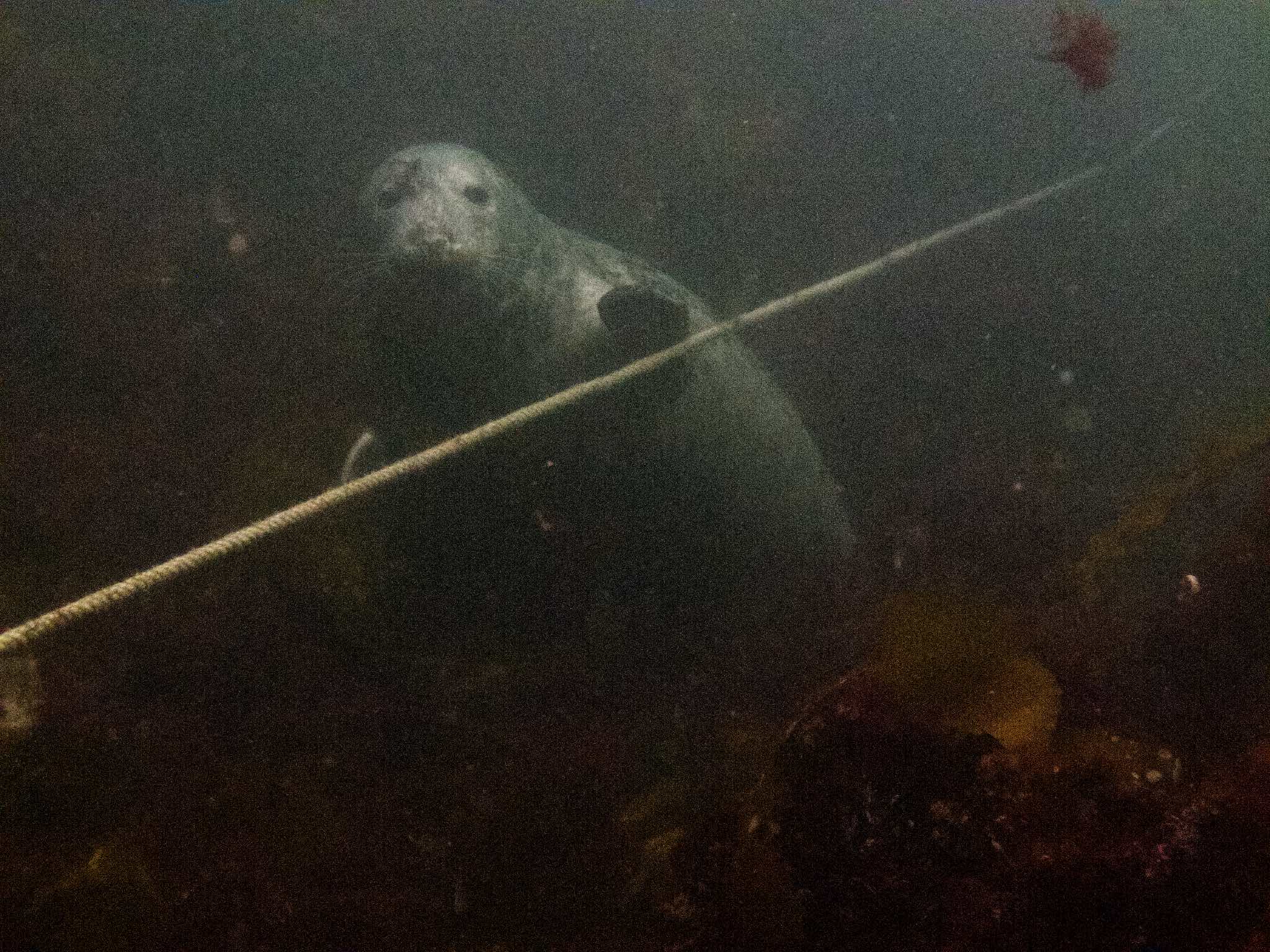 Seal by the lobster line