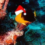 Rock beauty tropical fish wearing a Santa hat