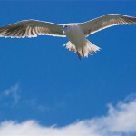 Seagull floating in the air