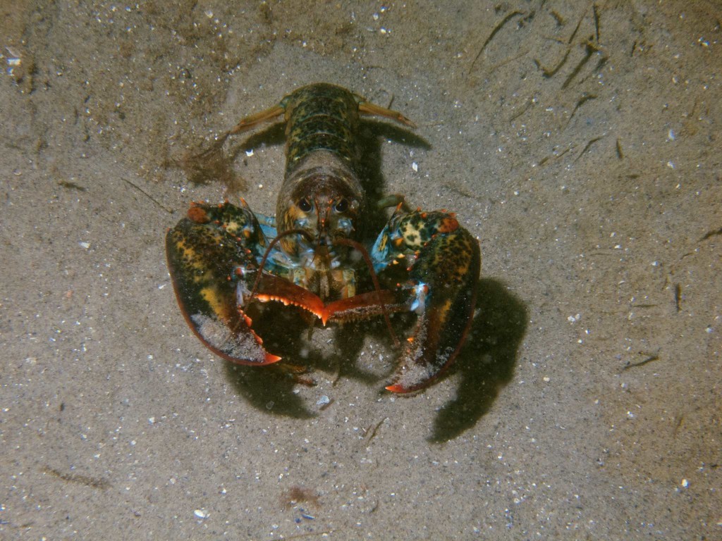 small lobster