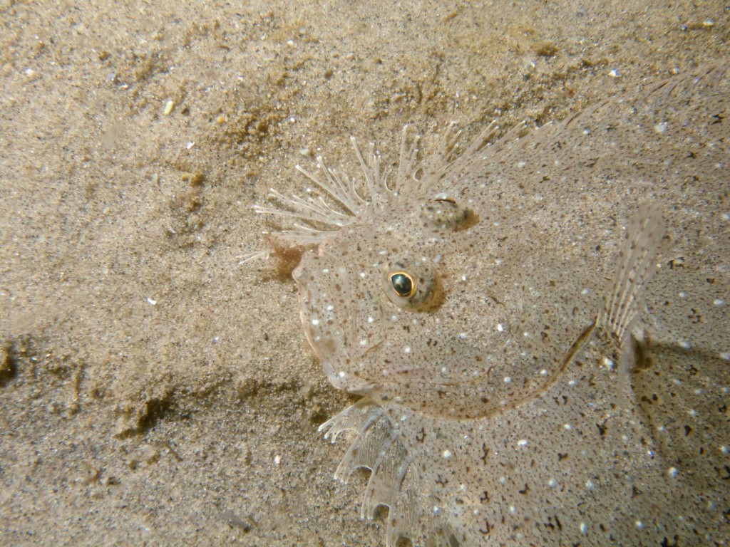 Sand Flounder