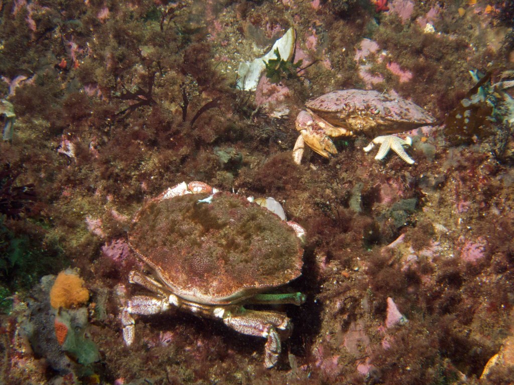 Crabs together