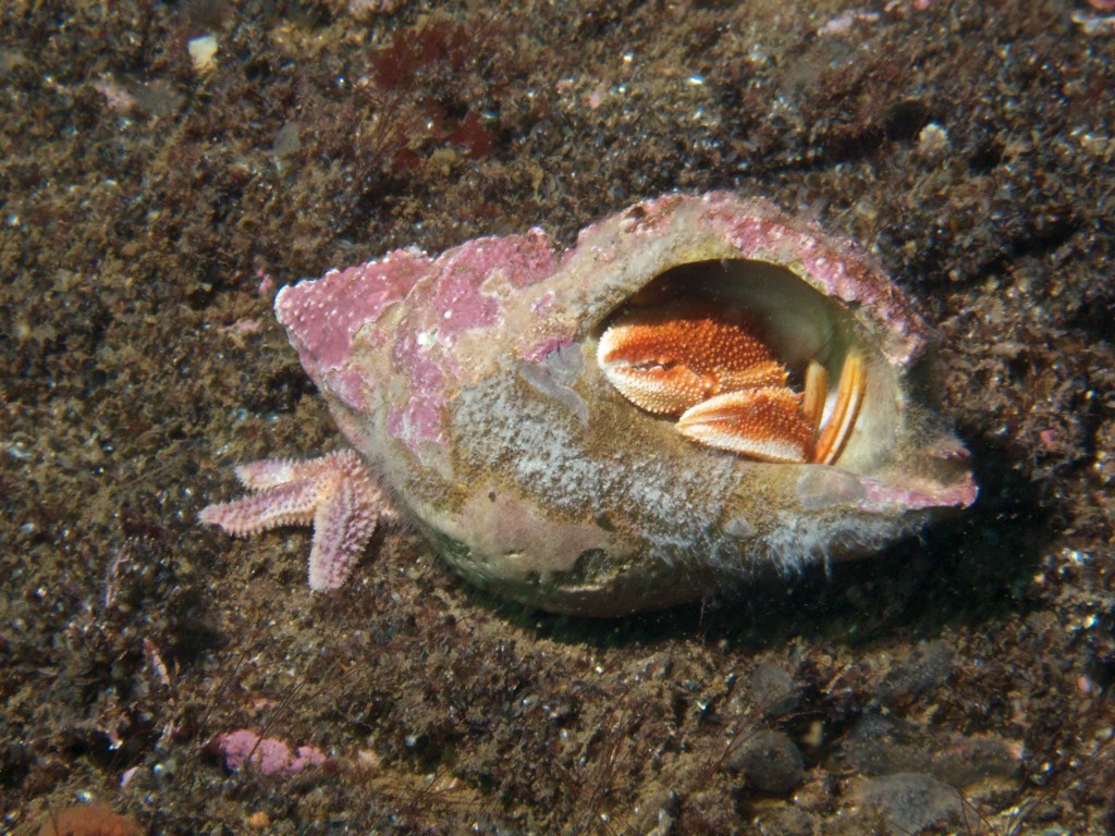 Hermit crab and shell
