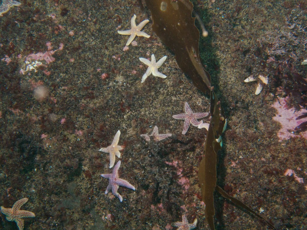 Starfield of starfish
