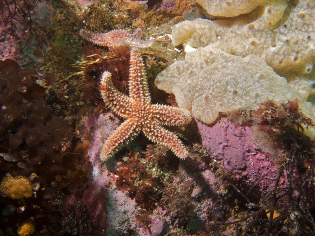 Starfish and algae