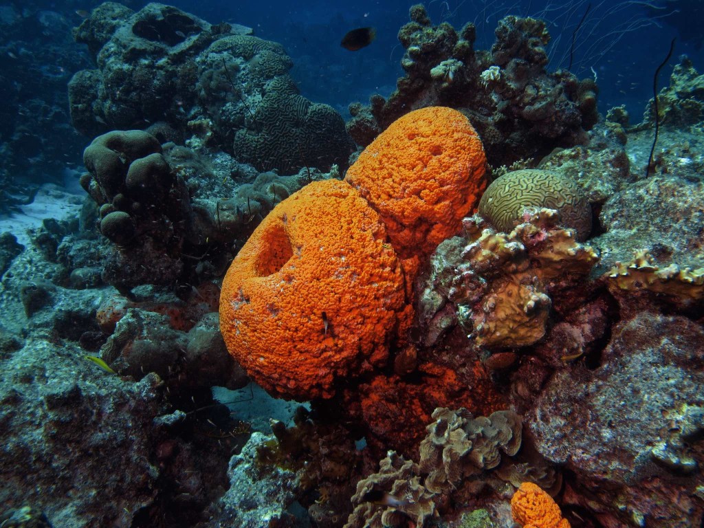 Orange Sponge