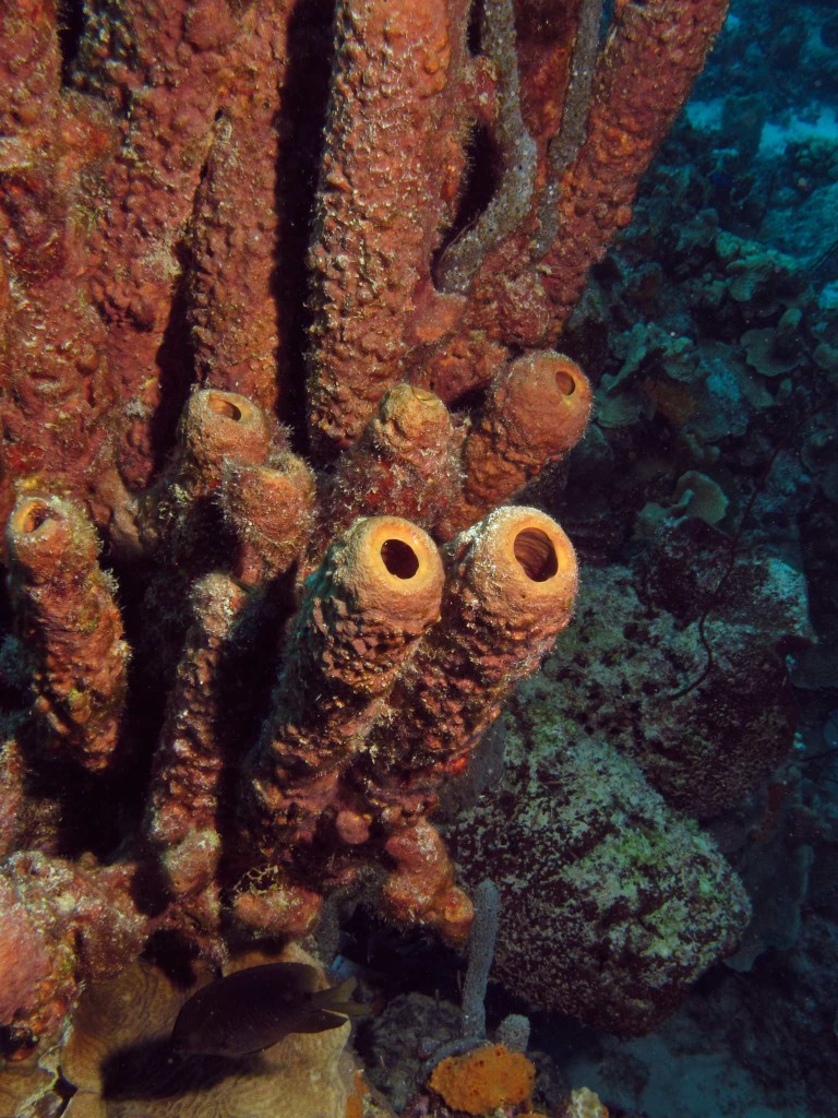Convoluted Barrel Sponges