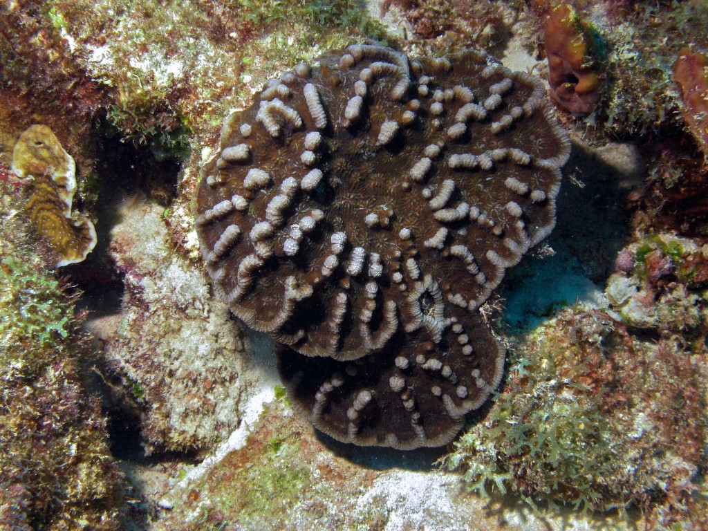 Cactus Coral