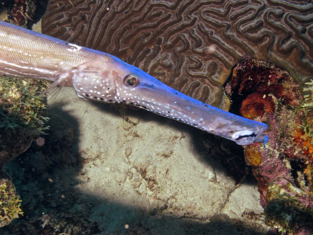 Trumpetfish head in front of brain coral