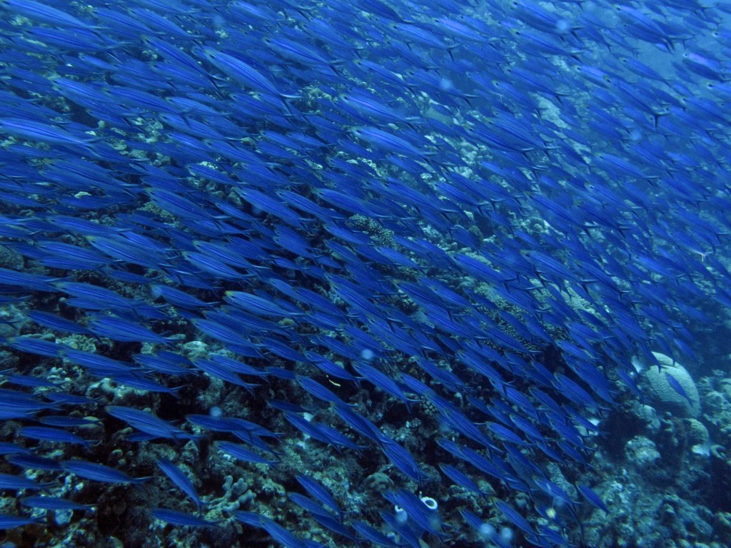 Swarming Blue Fish