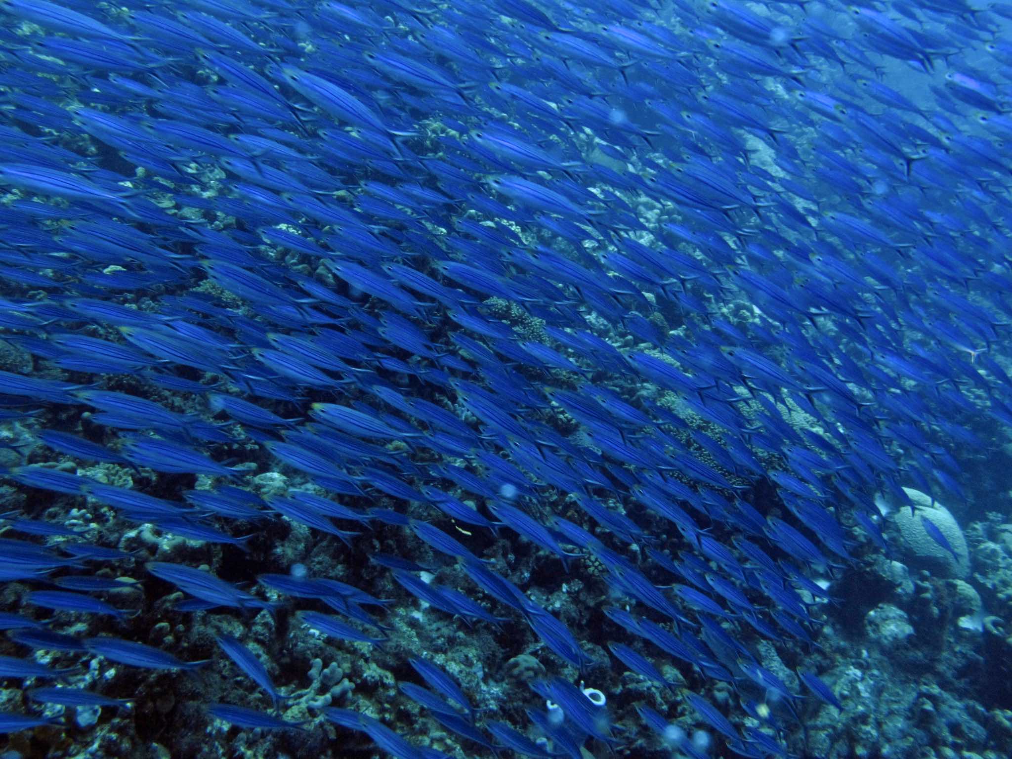 Swarming Blue Fish