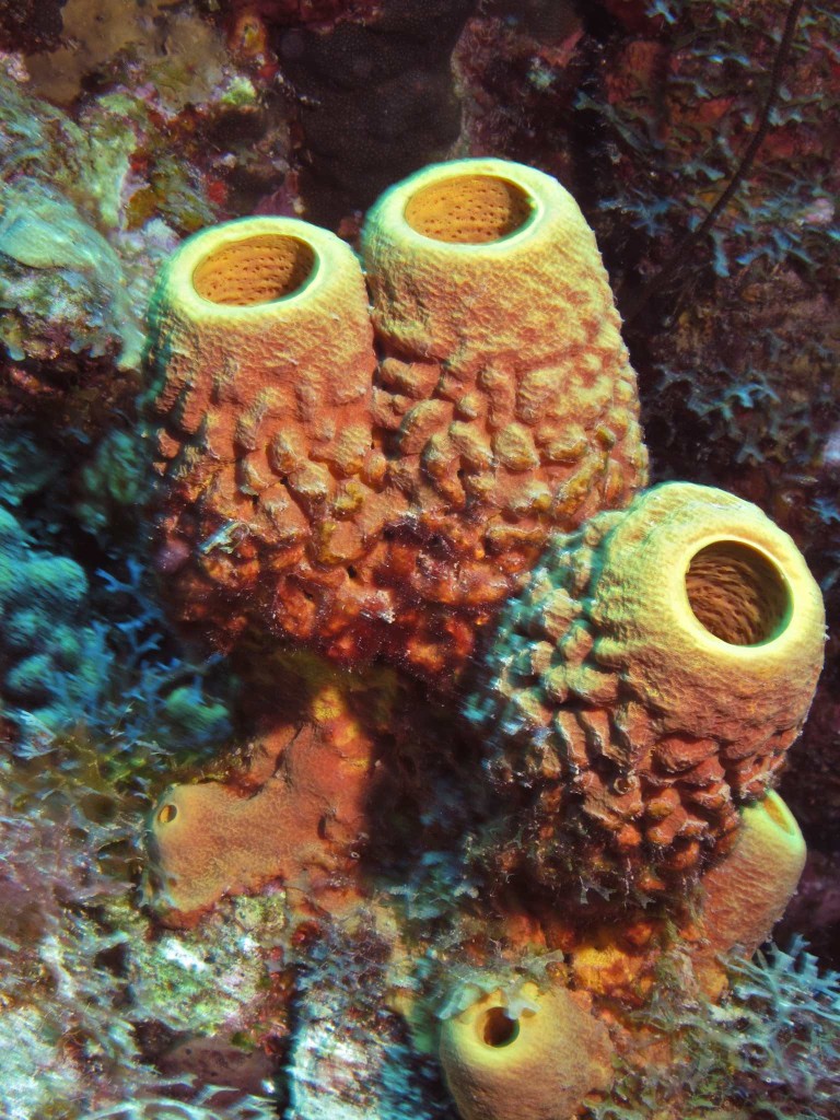 Convoluted Barrel Sponges