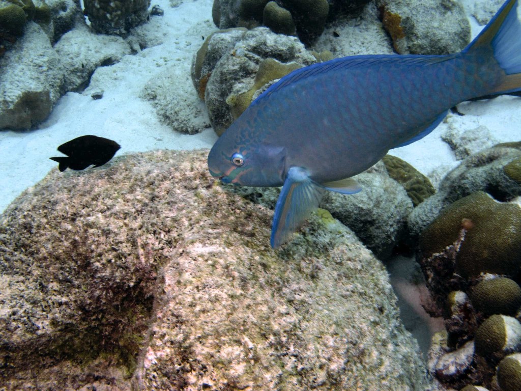 Damselfish and princess parrotfish (terminal phase)