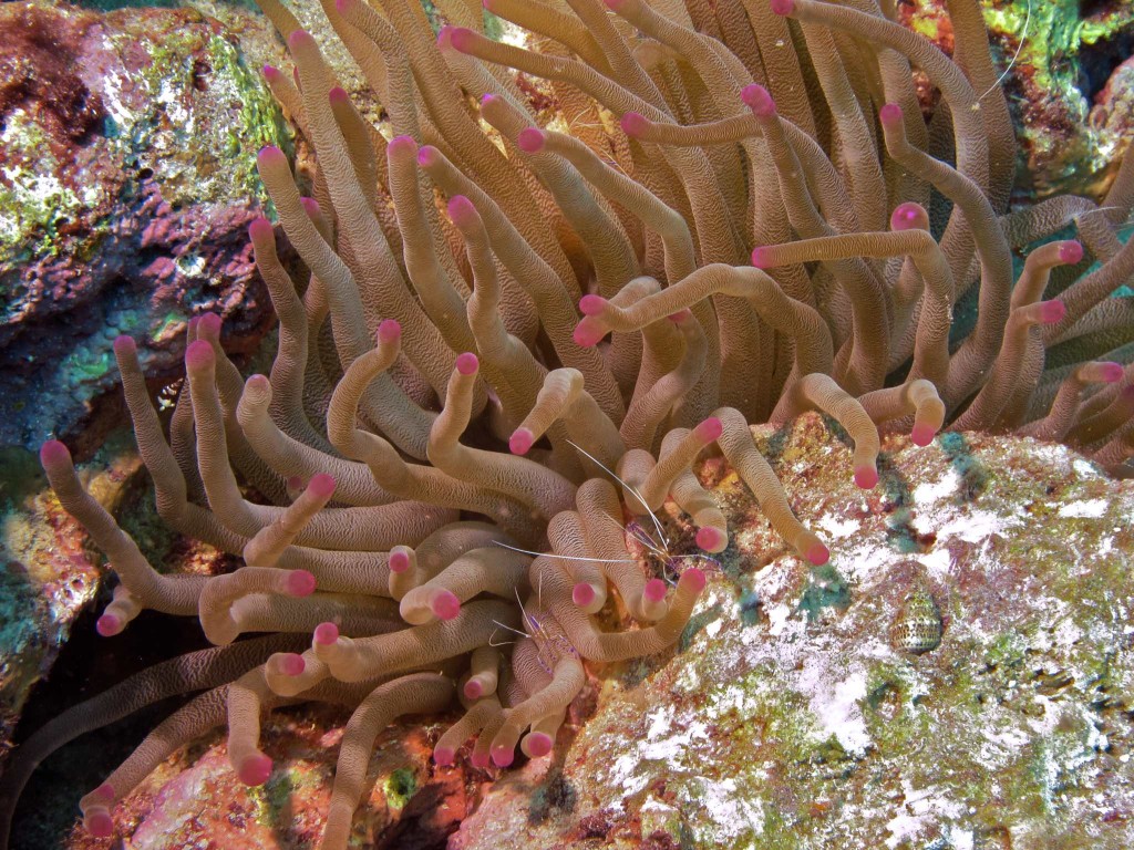 Anemone and cleaner shrimp.