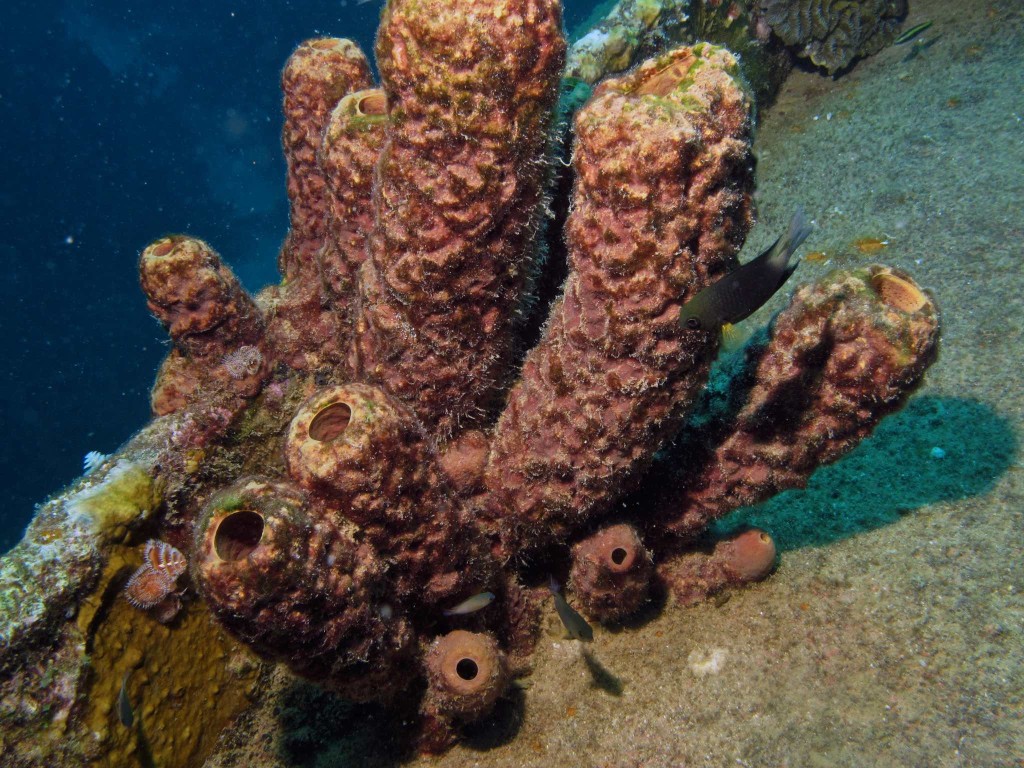 Convoluted Barrel Sponges on the Hilma Hooker