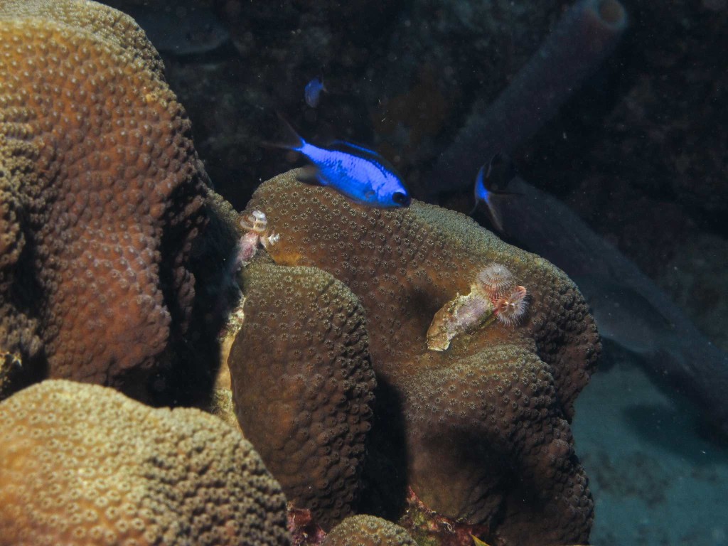 Blue Chromis and star coral