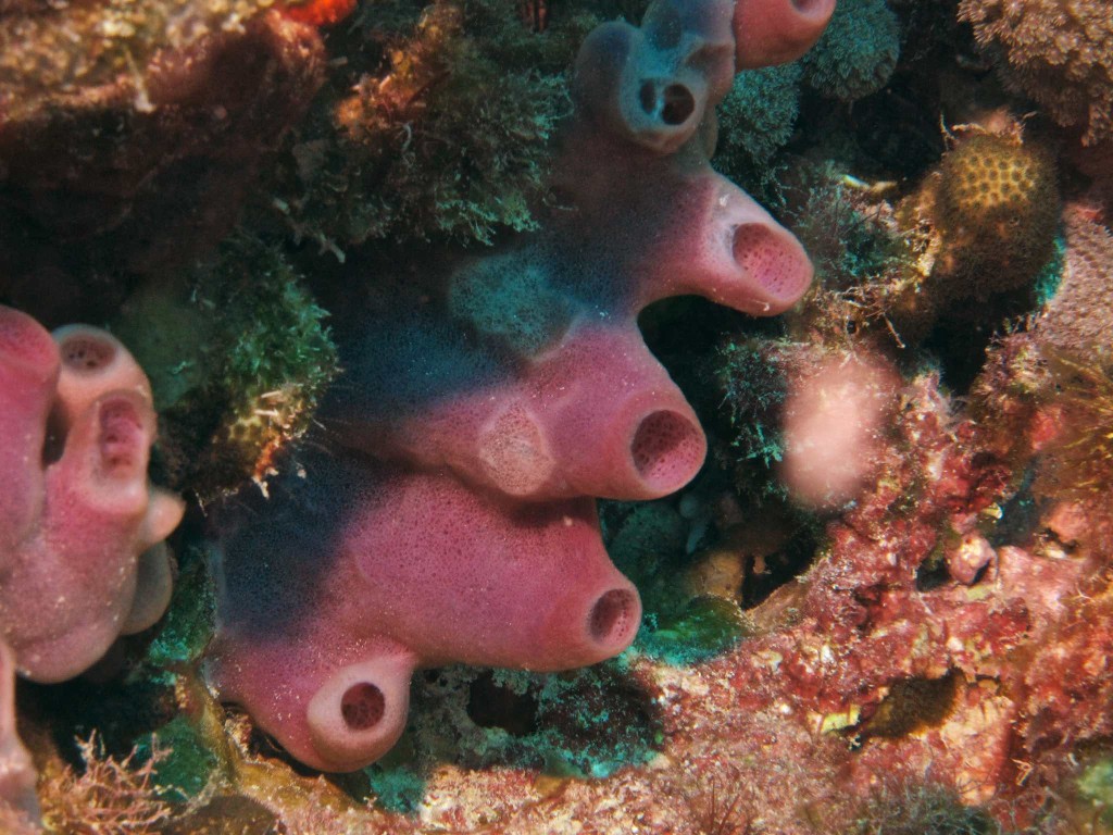 Pink Sponges