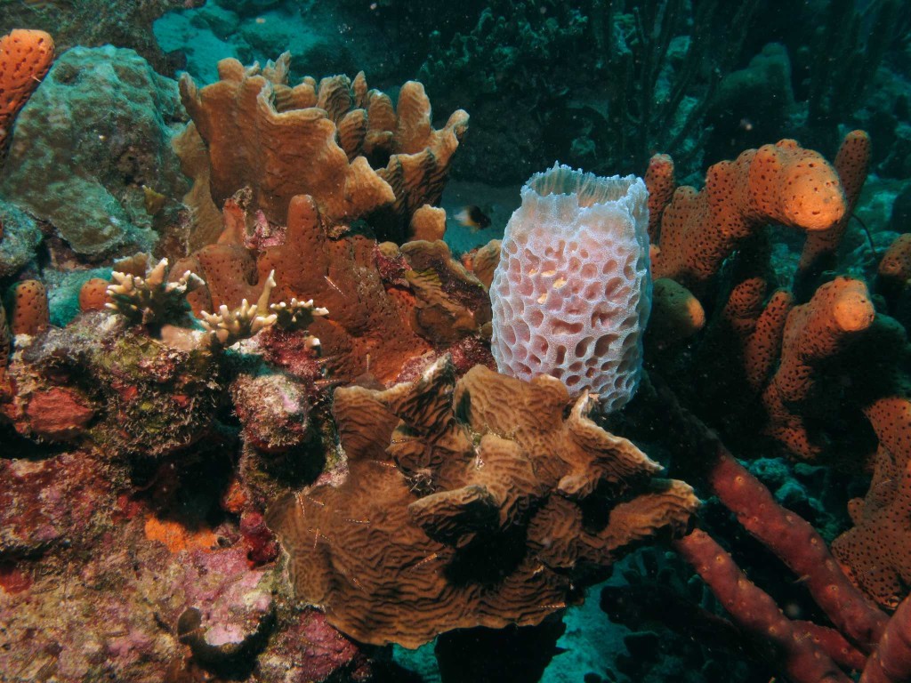 Scaled Lettuce Coral, a vase sponge and Agelas conifera