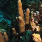 Pillar Coral At Rappel