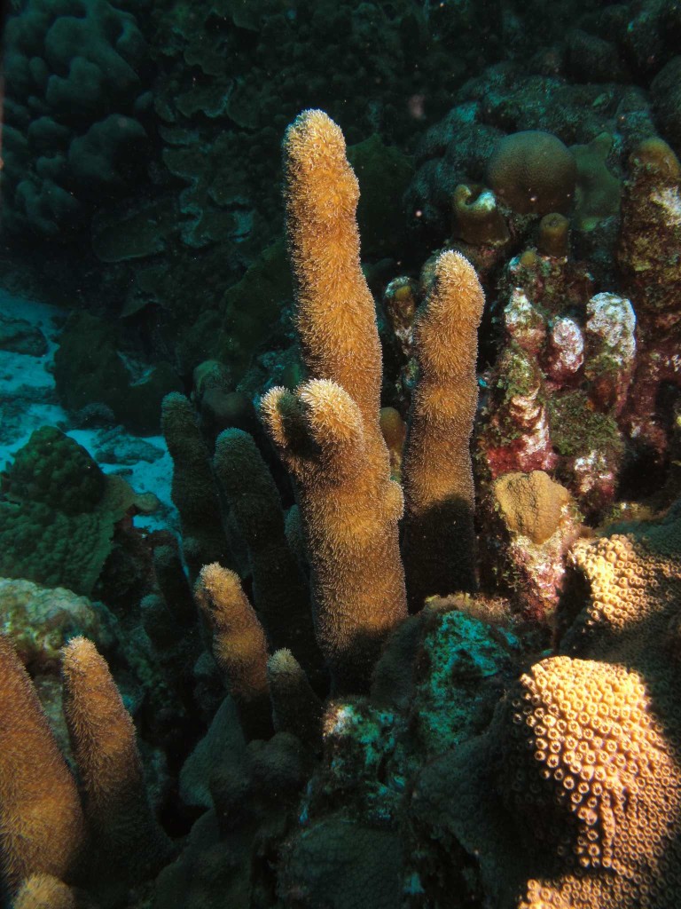 Pillar Coral At Rappel