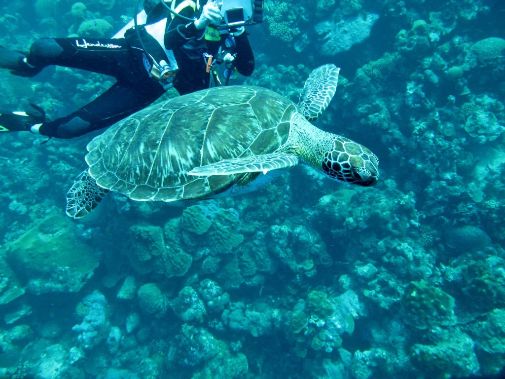 Hawksbill Turtle, with Henri in the background.