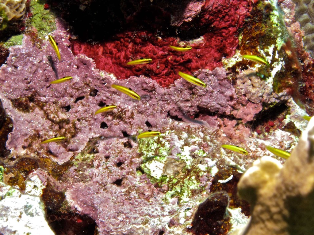 Encrusting sponges and small yellow fish