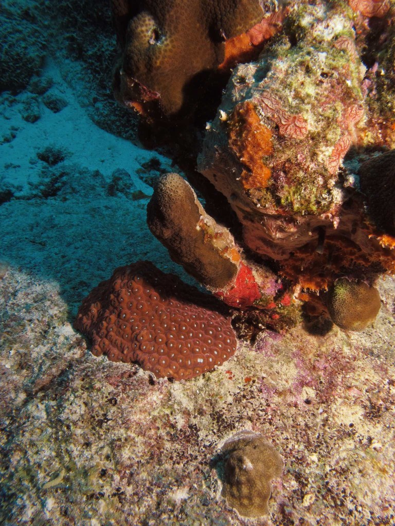 Coral and Sponges