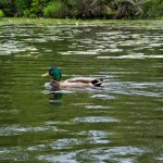 Male Mallard