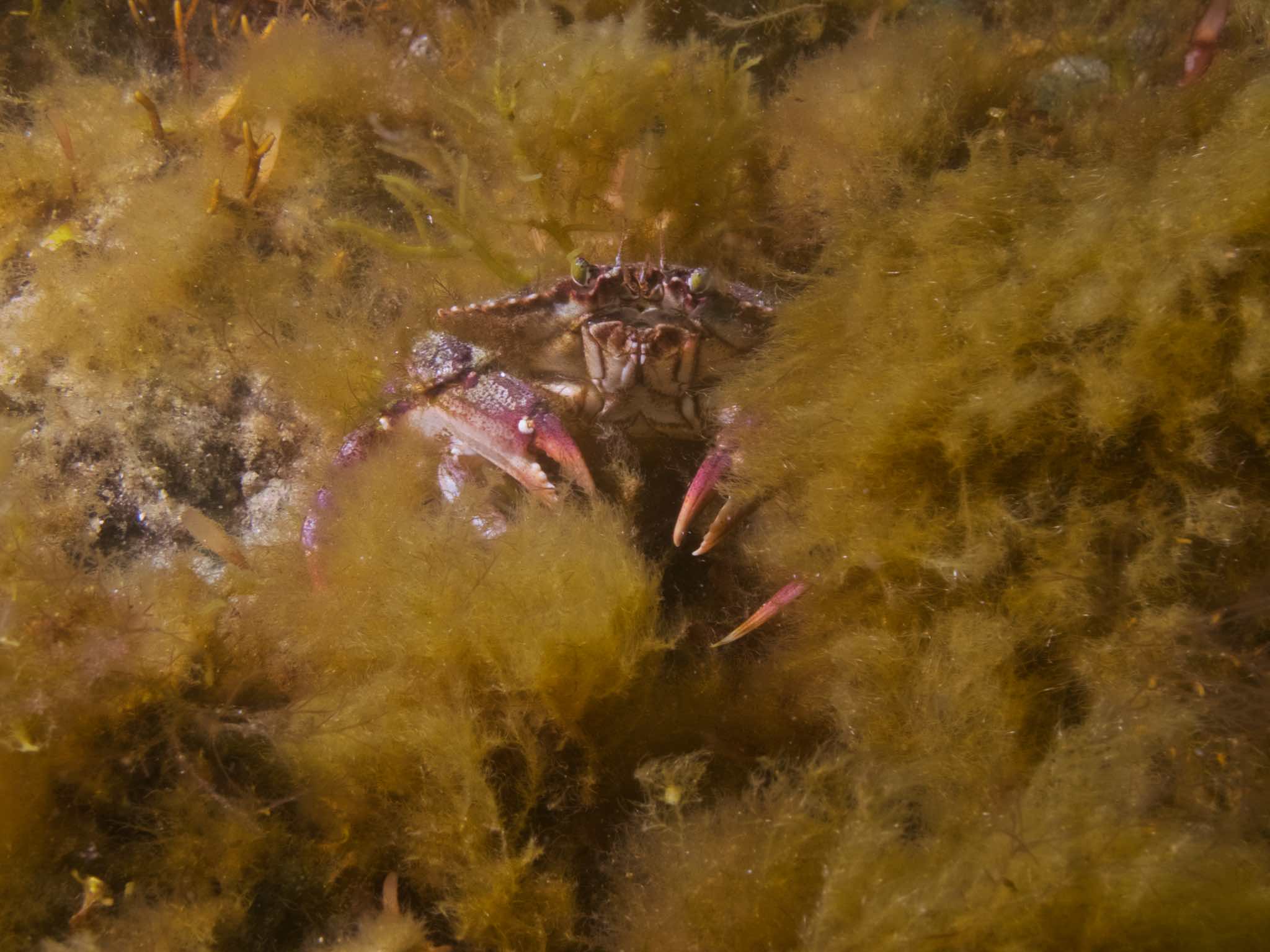 Crab in the kelp