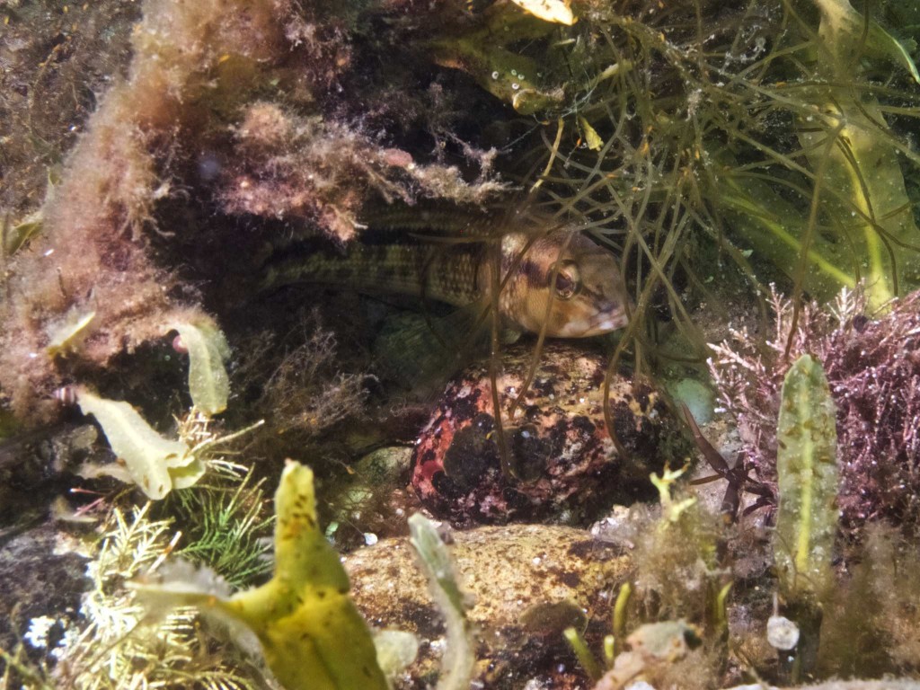Small Fish Hiding