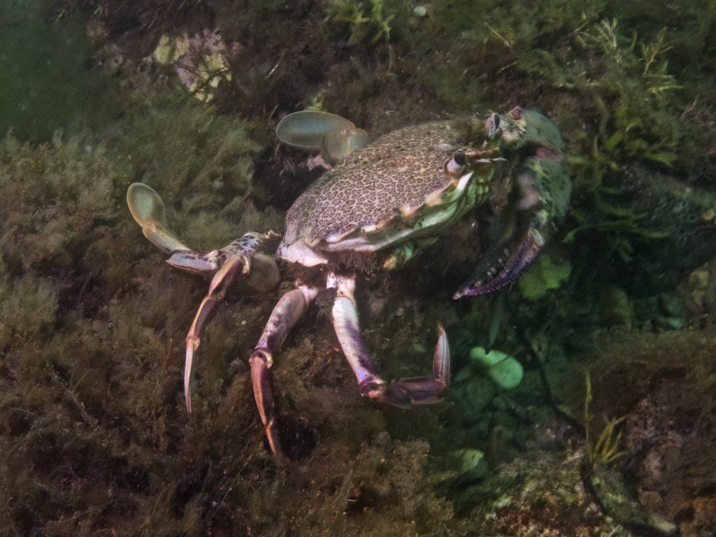 One-Clawed Crab