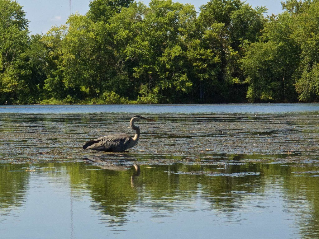 Blue Heron at Cow Island Pond