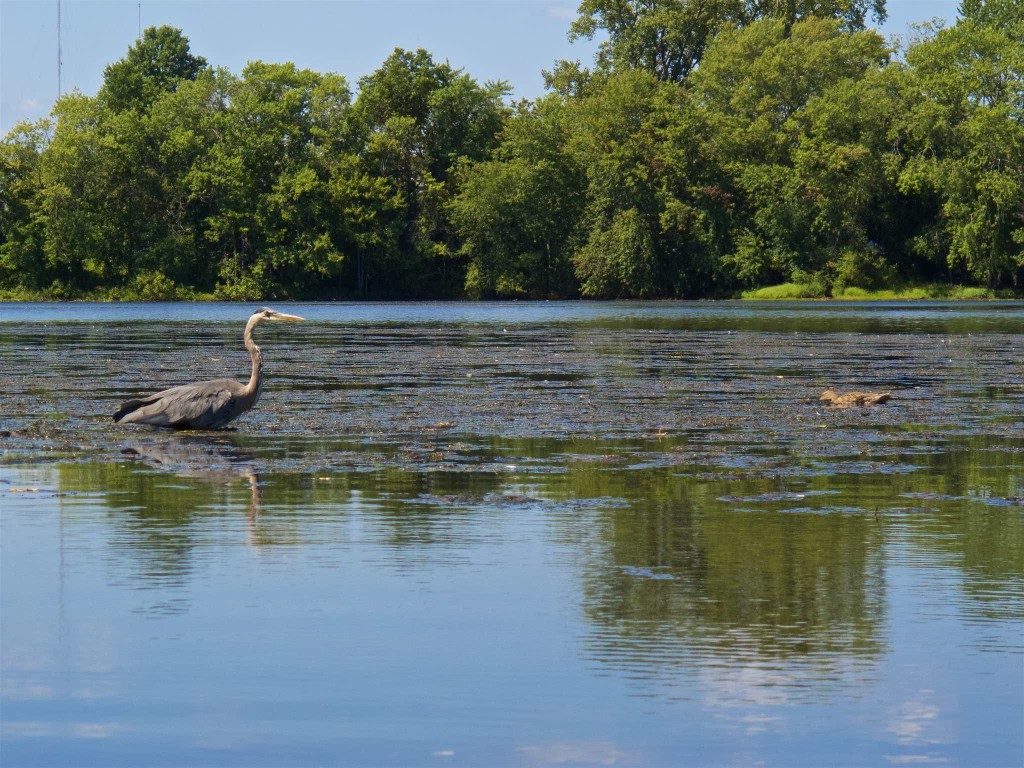 Blue Heron and Duck