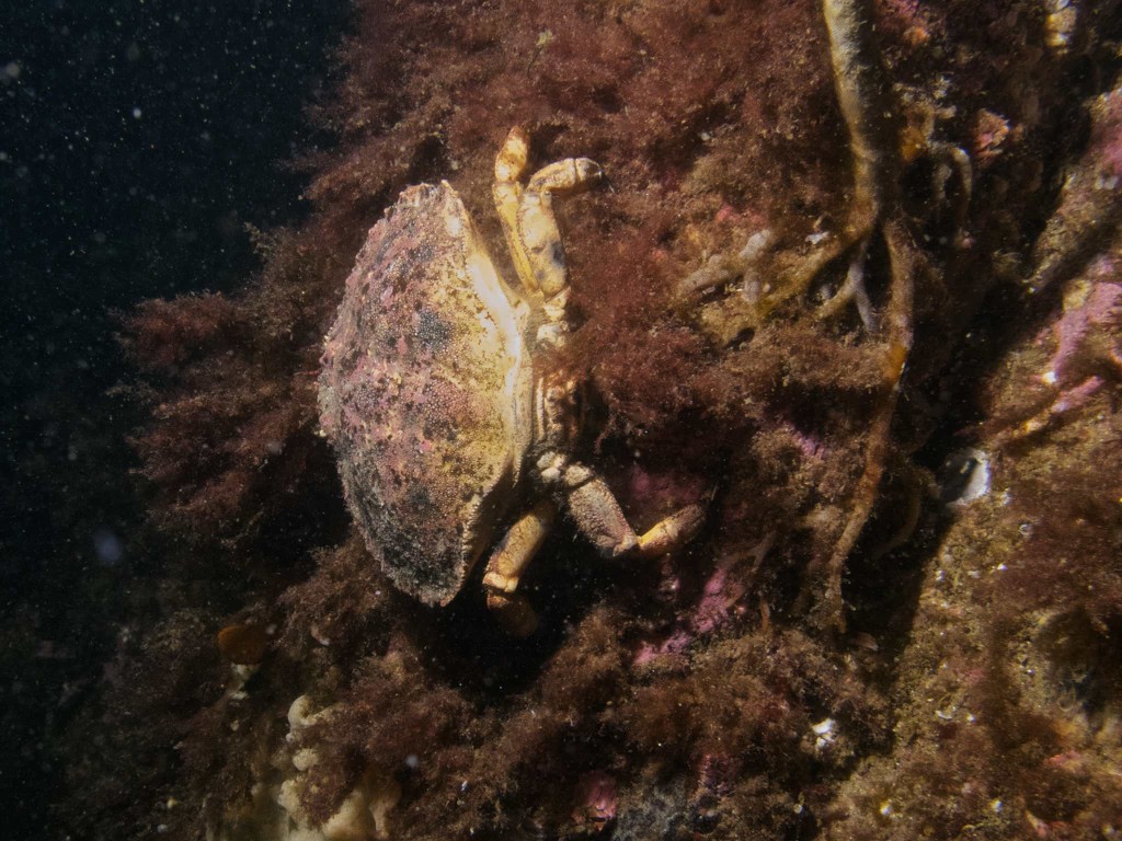 Crab climbing the Side of a rock