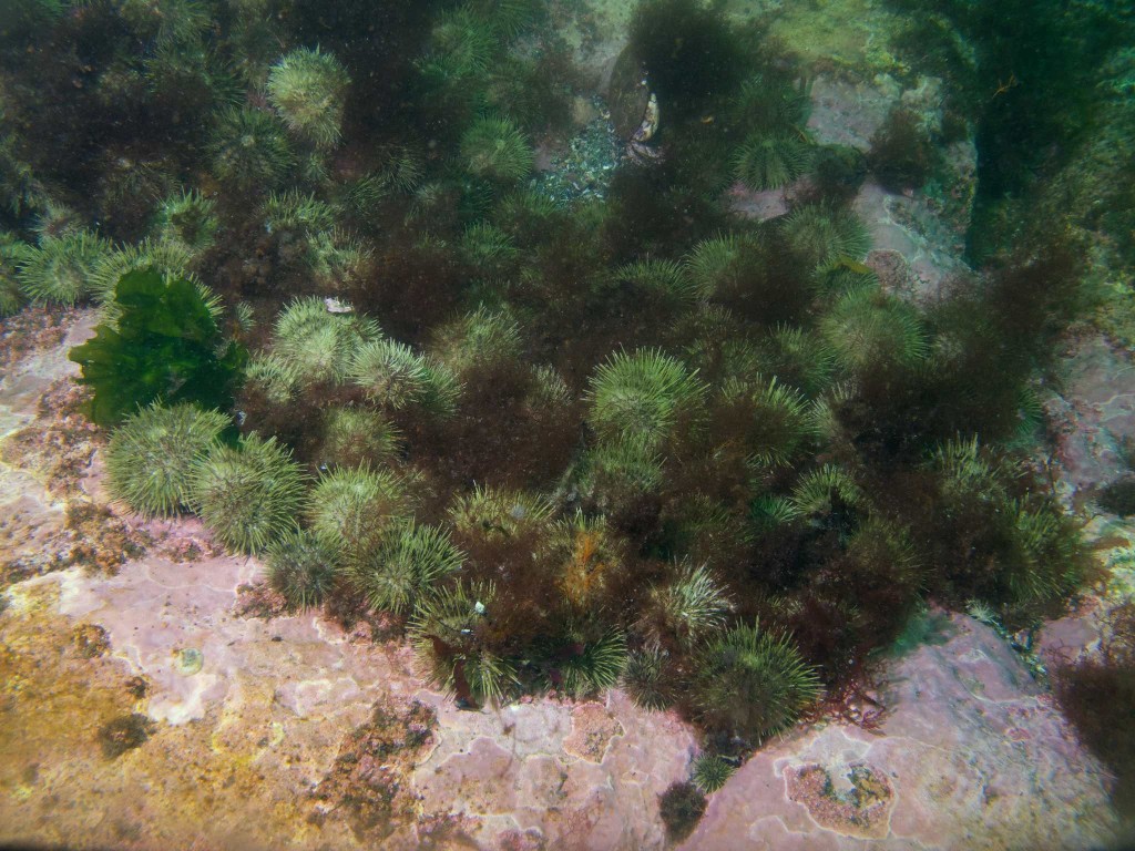 lots of sea urchins