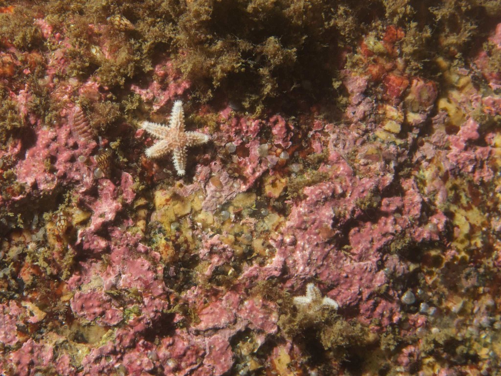 Small starfish… more like an asterisk