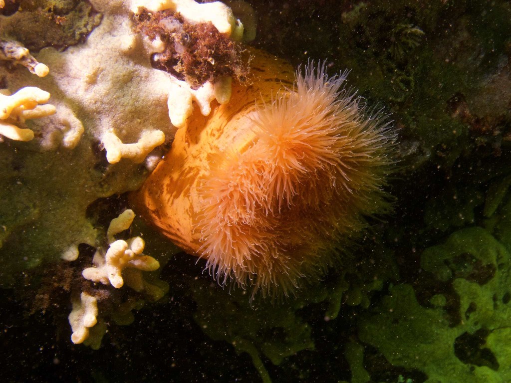 Orange anemone
