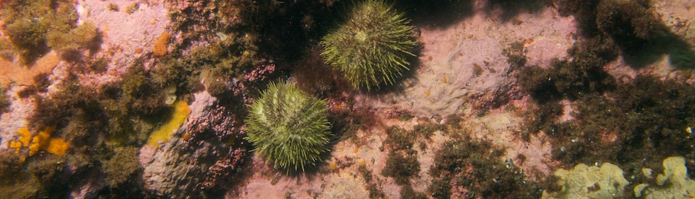 Sea Urchins at Kettle Island
