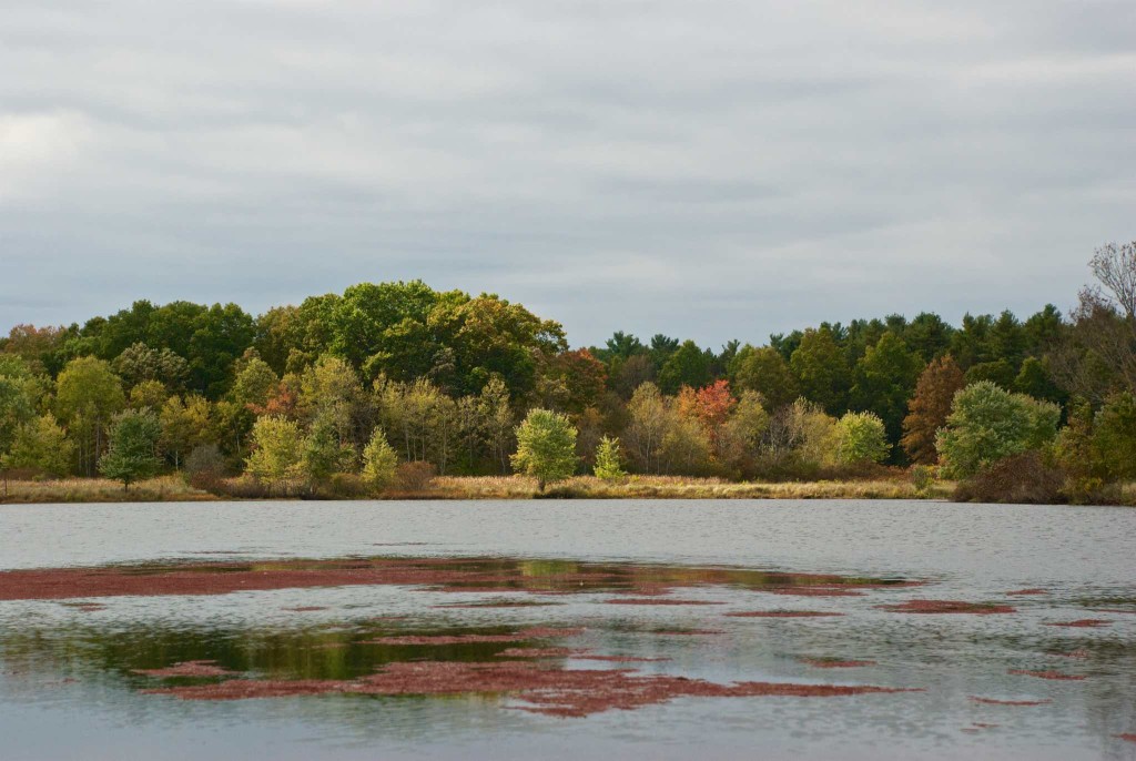 Looking across Cow Island Pond