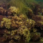 Some sort of brown algae