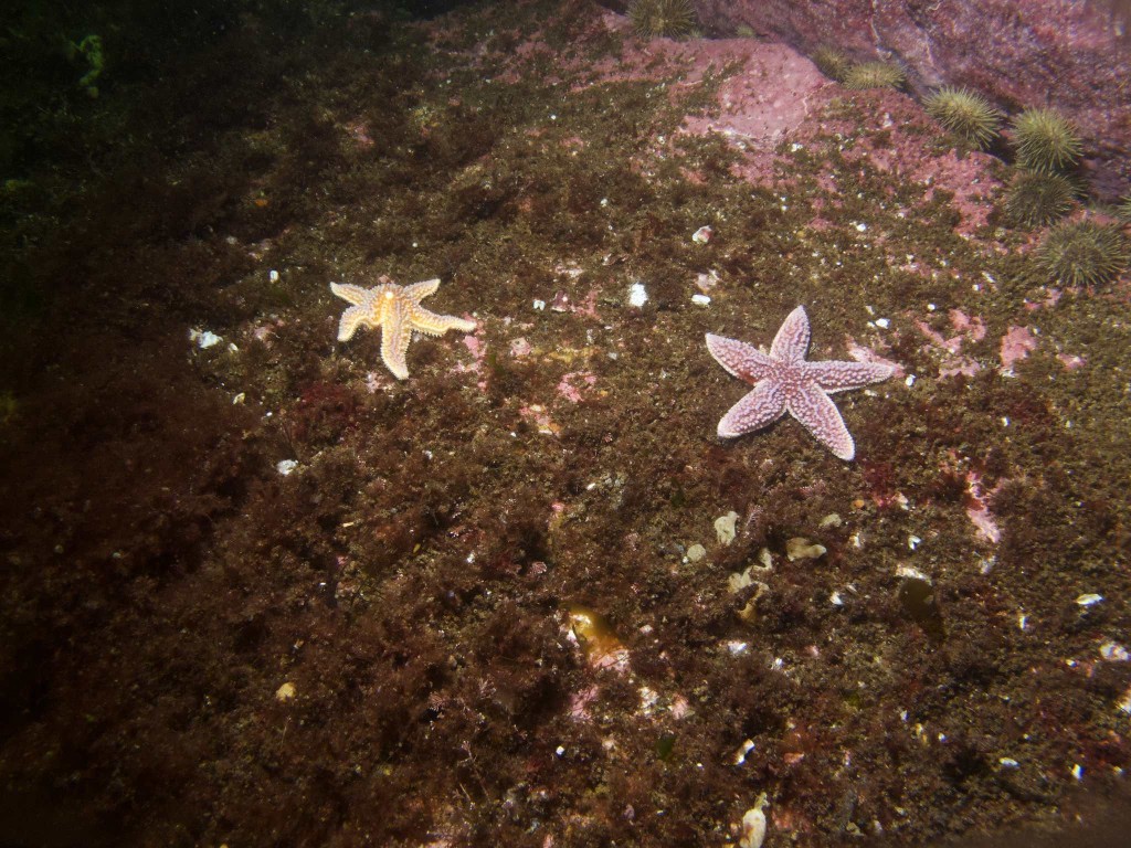 Pair of Starfish