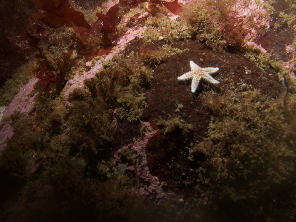 Red Algae and starfish