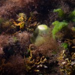 Algae and jelly-like thing