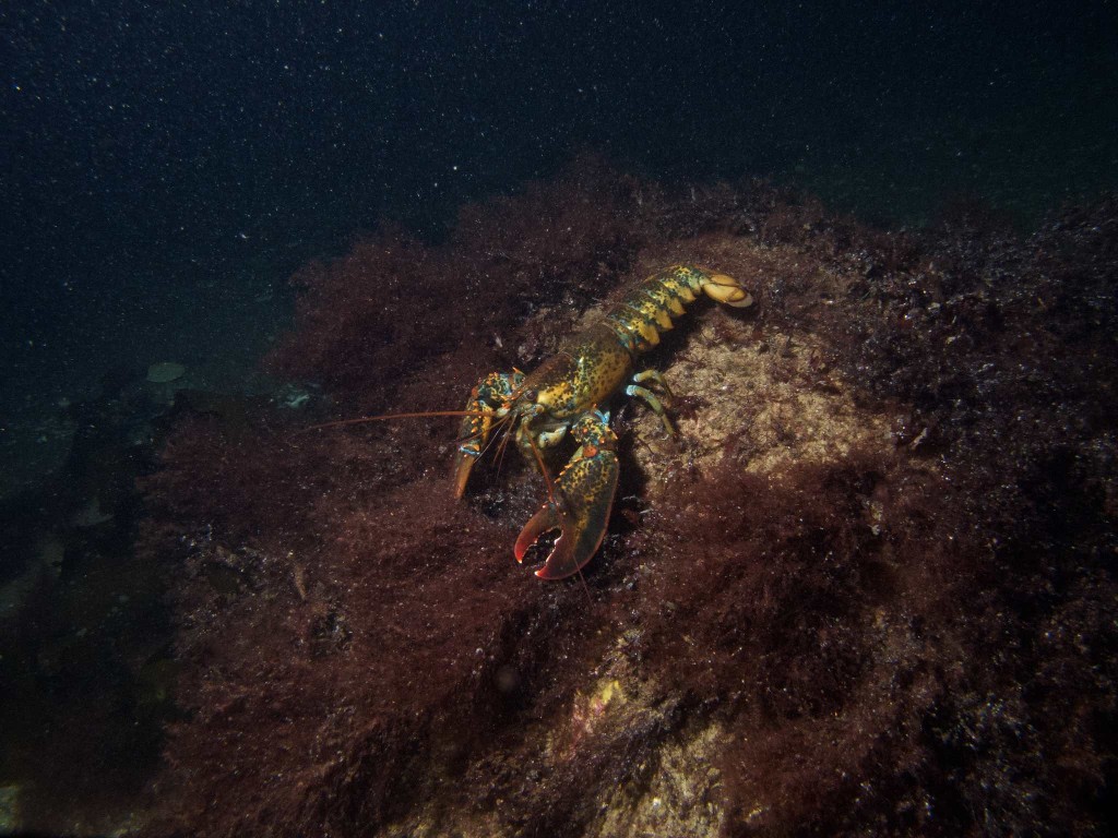 Baby lobster perched on a rock