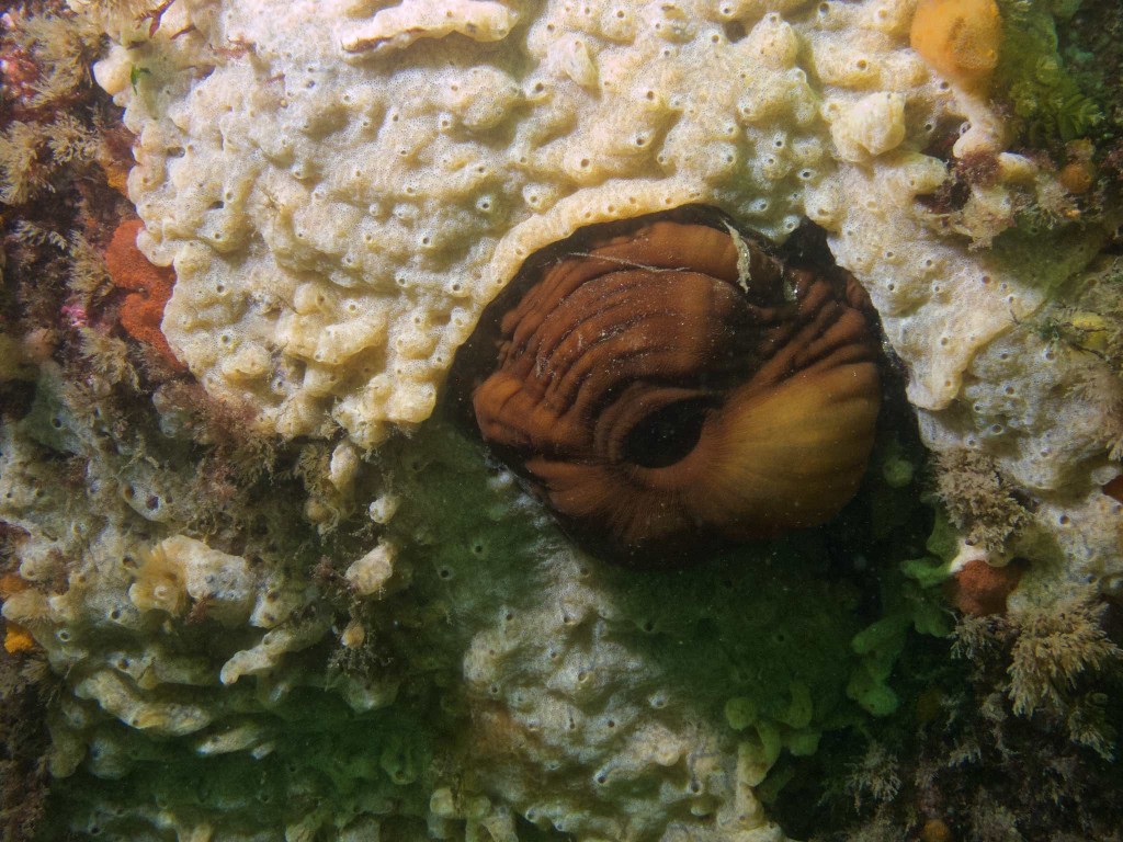 Invasive Algae and closed anemone
